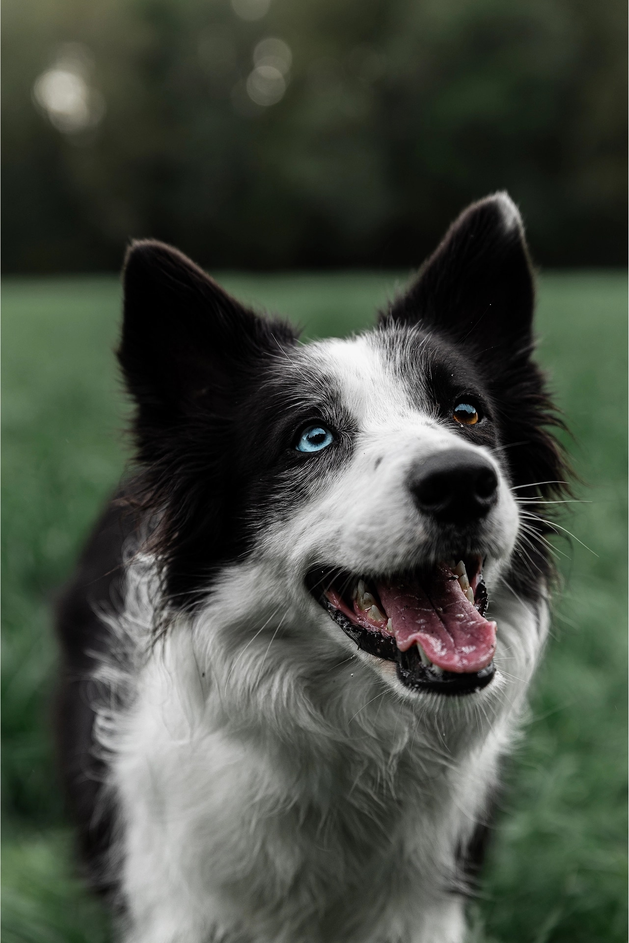 Perro sonriendo
